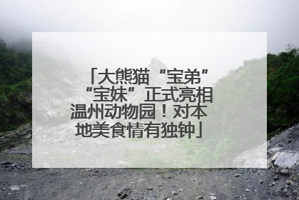 大熊猫“宝弟”“宝妹”正式亮相温州动物园！对本地美食情有独钟
